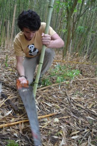 cutting bamboo